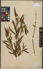 Foto von Salix purpurea L. x Salix viminalis L.